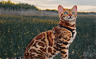 猫咪打嗝一抽一抽的怎么回事