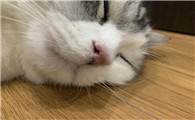 猫咪鼻子干,不吃东西 没精神