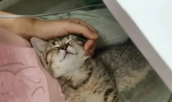 摸狸花猫的头，在它眼中，是挑衅的意思？