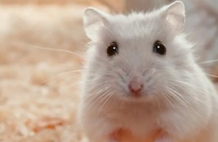 新手养鼠指南！如何饲养一只可爱的小仓鼠？