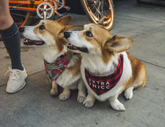 养狗大忌！7个日常行为竟悄悄伤害你的爱犬