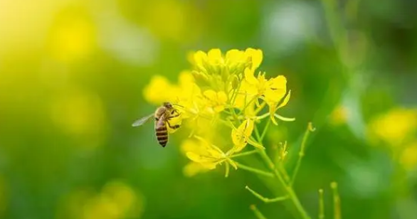 蜜蜂的产蜜过程