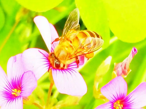 蜜蜂回蜂怎么处理