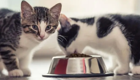 动物先生猫粮，为猫咪提供更优质的食物！