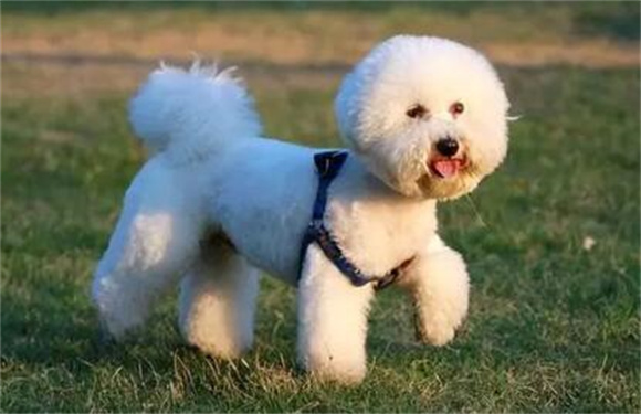 纯种比熊犬辨别方法