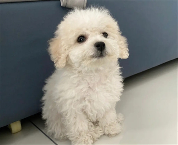 比熊犬吃什么对毛色好？