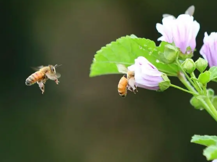 蜜蜂的存活时间