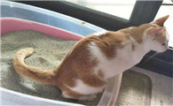 猫咪到处乱尿是什么原因
