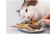猫咪吃的小鱼小猫零食干