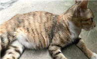 猫咪怀孕了又配了有事吗