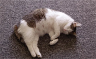 猫咪多少天生产
