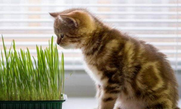 猫咪的鼻子比你的眼睛更灵敏，这8种香气才是主食