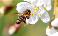 有哪些关于蜜蜂的知识