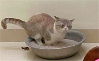 猫咪大便稀软带血