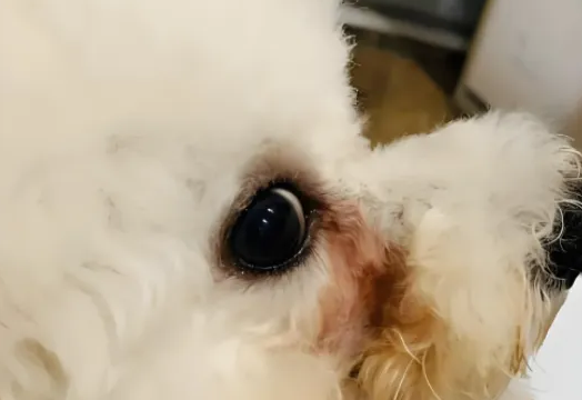 比熊犬泪痕严重?别发愁,三招让你轻松解决! 比熊犬泪痕严重?别发愁,三招让你轻松解决!