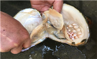 河蚌养殖珍珠的利润