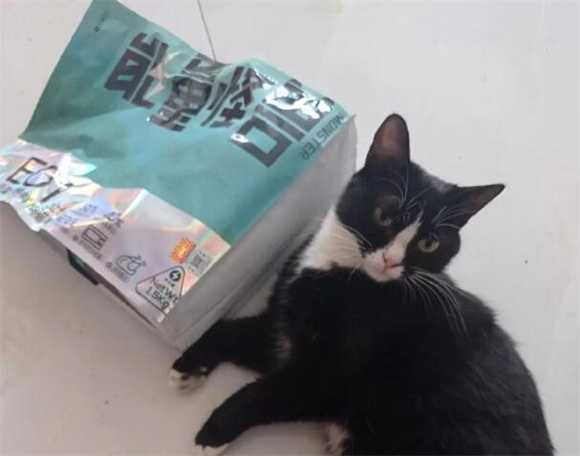 “能量怪兽”背后的猫粮制造大师：一场猫食界的奇幻冒险