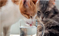 猫咪喝水用什么容器好