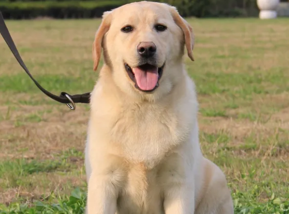 拉布拉多犬的优缺点，看完后，觉得你适合养吗？