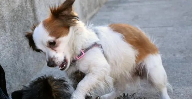 查理士王小猎犬多少钱