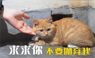 哪些猫最容易被遗弃？这六个品种的猫，弃养率最高！