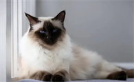 猫咪咕咕咕的叫声是什么意思