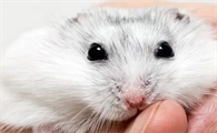 新手养鼠指南！如何饲养一只可爱的小仓鼠？