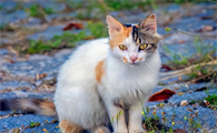 猫咪放屁很臭正常吗