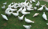 白鸽炖海马有什么功效