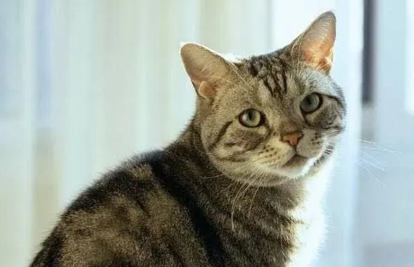 狸花猫究竟能有多聪明? 狸花猫究竟能有多聪明?