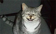 猫咪打喷嚏可以自愈吗