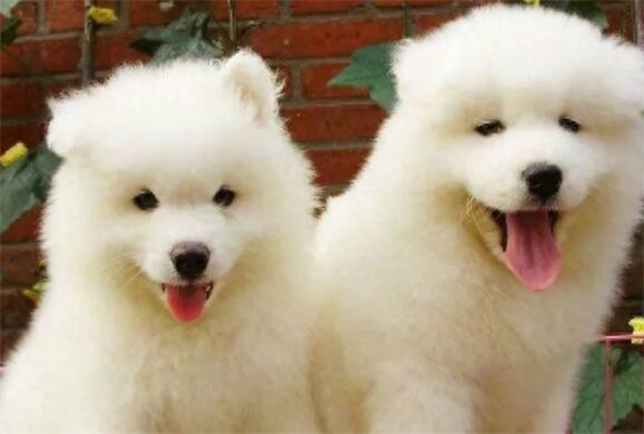 最可爱的五种小狗狗，博美和柯基上榜，你喜欢哪一种？
