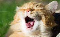 猫咪发出的各种声音代表什么