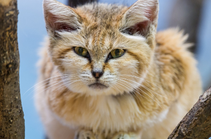 猫智商排名，这八只猫，你都养过吗？