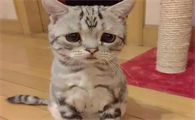 猫咪发出嗯嗯声像委屈