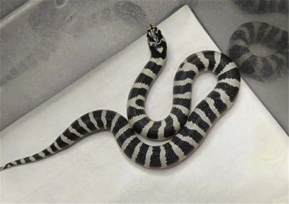 黑王蛇成体多长