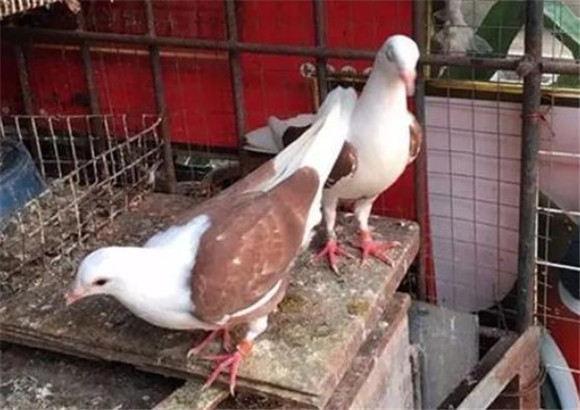 鸽子饲料多少钱一斤