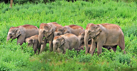 大象的生长地