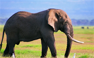 大象大象鼻子长长