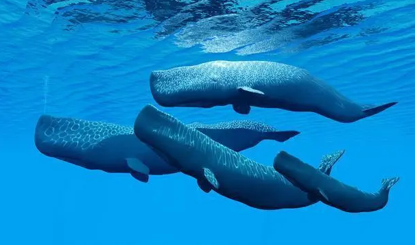 一头鲸有多长