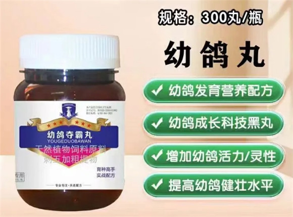 别再乱下指定：快速鸽一定具备这几点特性