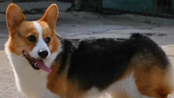 柯基犬多少钱一只大概的价格是多少，在3500元左右