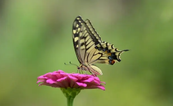 蝴蝶兰花是什么样的