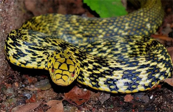 菜花蛇怎么做好吃