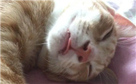猫咪打嗝还抽搐一下是怎么回事