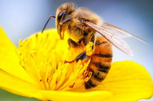 蜜蜂的家有什么特点