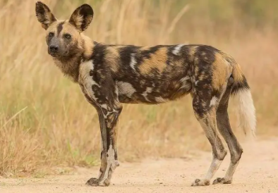 非洲野犬能和家犬杂交吗