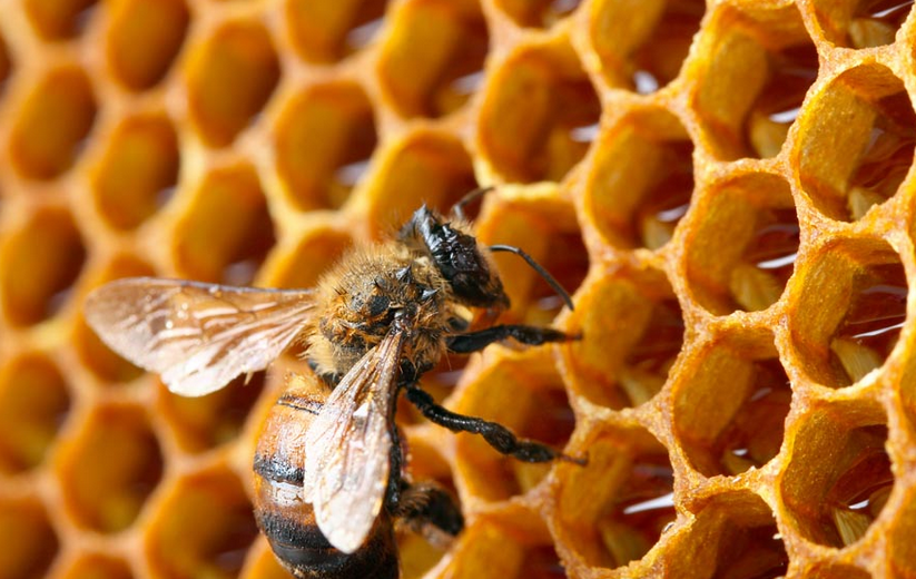 蜜蜂的巢是什么样子