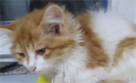 猫吃草是为什么
