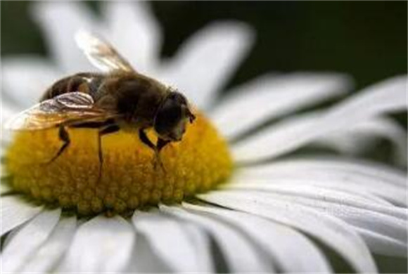 蜜蜂会饿死吗